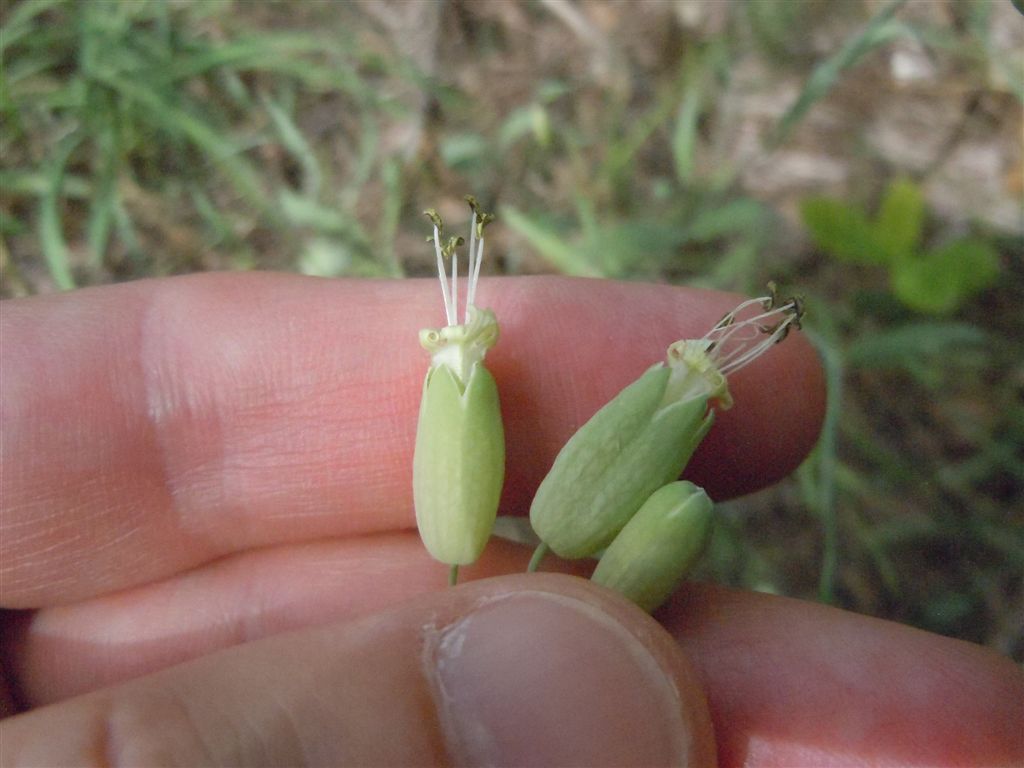 Silene vulgaris